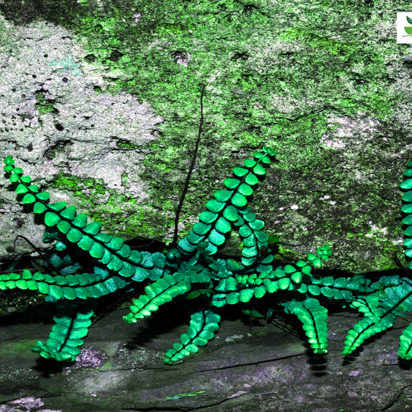 خواص پرسیاوشان - فروشگاه دم نیوشا