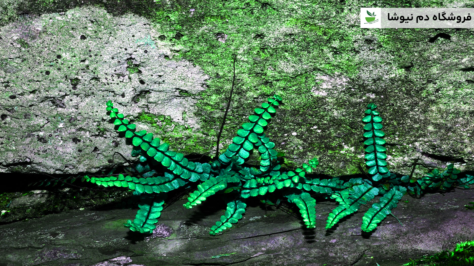 خواص پرسیاوشان - فروشگاه دم نیوشا